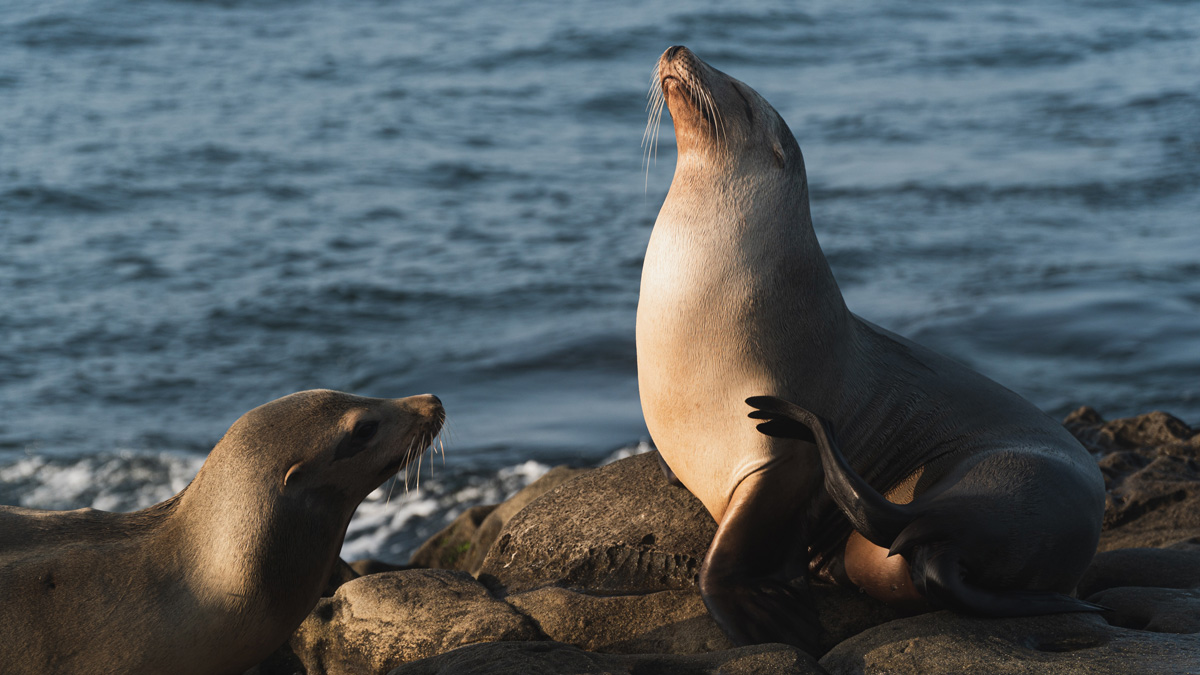 Sea lion San Diego