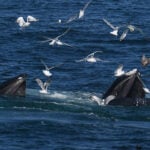 07-09-22 230pm コリン・グリーリーによるザトウクジラの餌付け DSC_7333