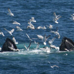 07-09-22 230pm Nourrir les baleines par Colin Greeley DSC_7228