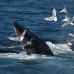 07-09-22 230pm Lunge Feeding Whales par Colin Greeley DSC_7206