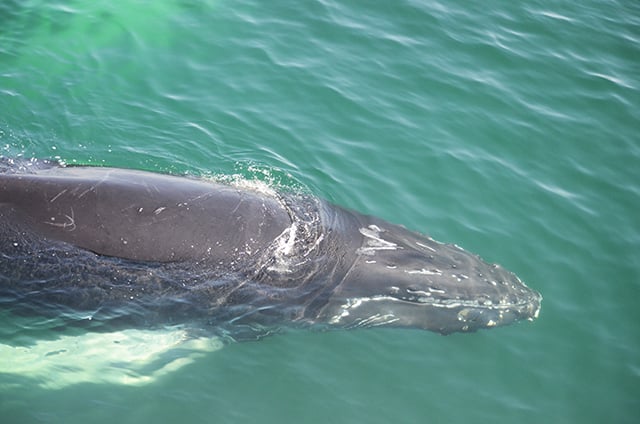 WHALE CAP - Sea Boston USA