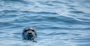 La Jolla seal advocates win at hearing