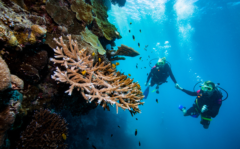 الغطس في الحاجز العظيم والشعاب المرجانية