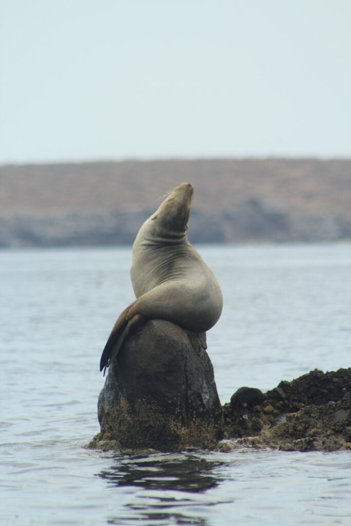 Zeehond op een rots