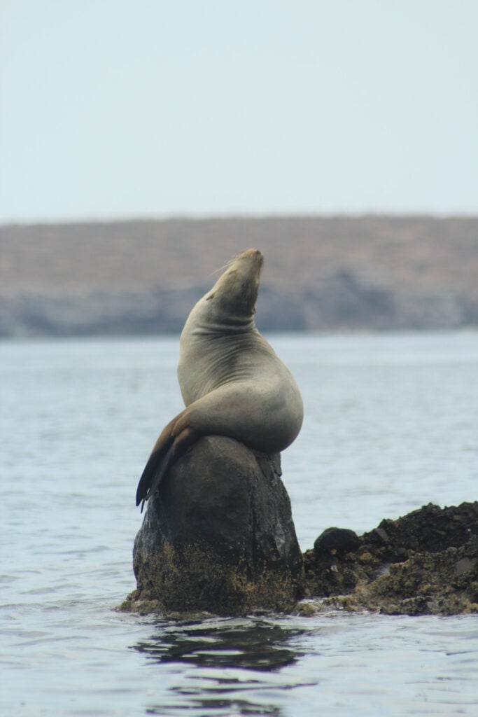 See the La Jolla Sea Lions and Seals in San Diego