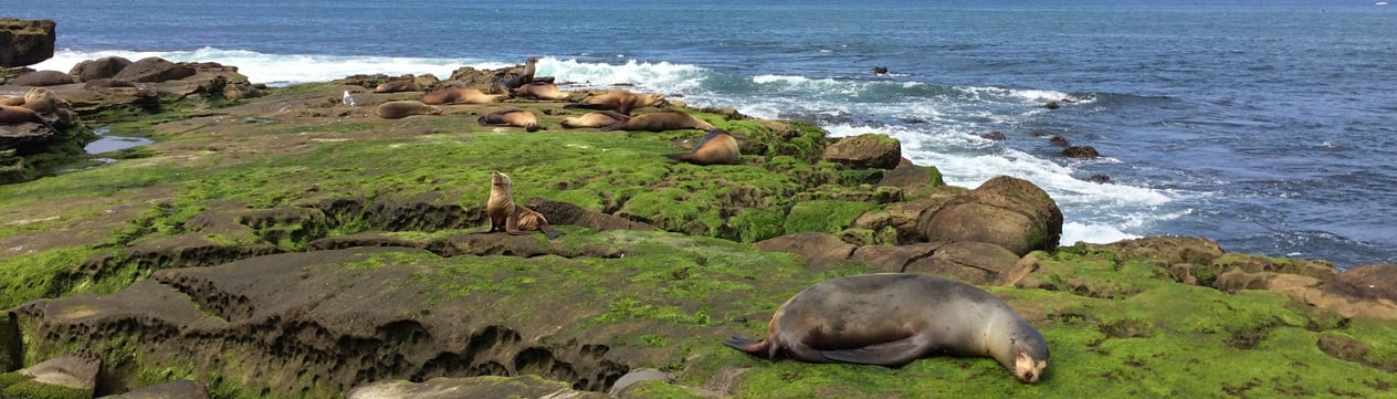 Where to See Seals in San Diego - San Diego Speed Boat Adventures