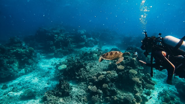 澳大利亚大堡礁水肺潜水
