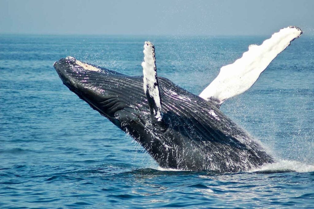 Whale breaching surface of water.
