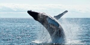 Baleine qui saute à la surface