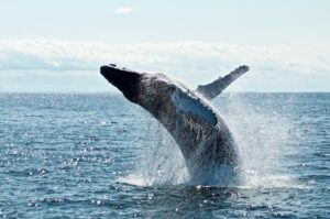 水面をブリーチするクジラ