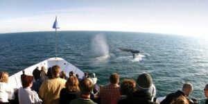 고래가 침입하고 보트의 활에서 다이빙하는 것을 보는 사람들.