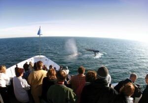La gente observa las ballenas que se abren paso y se sumergen desde la proa del barco.
