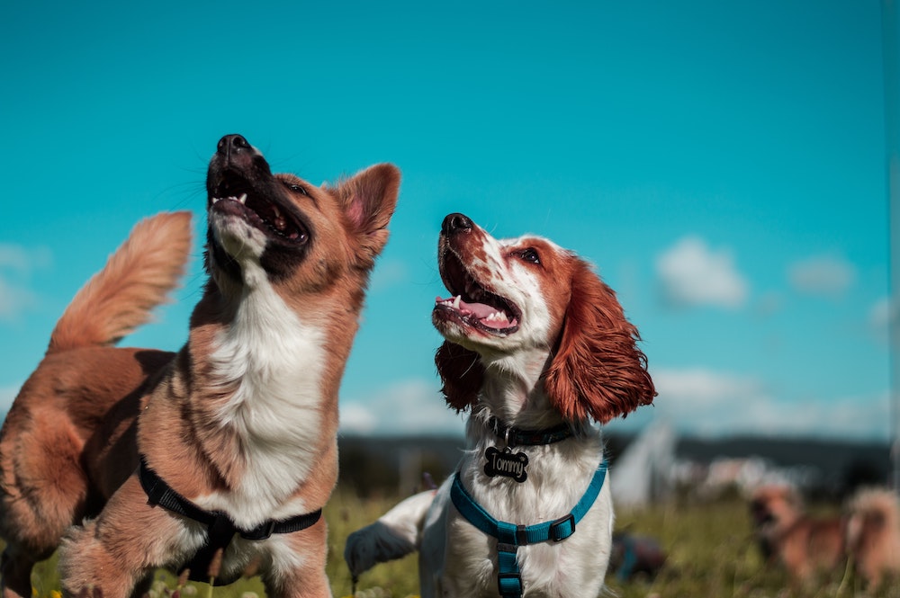 se permiten perros en point lobos