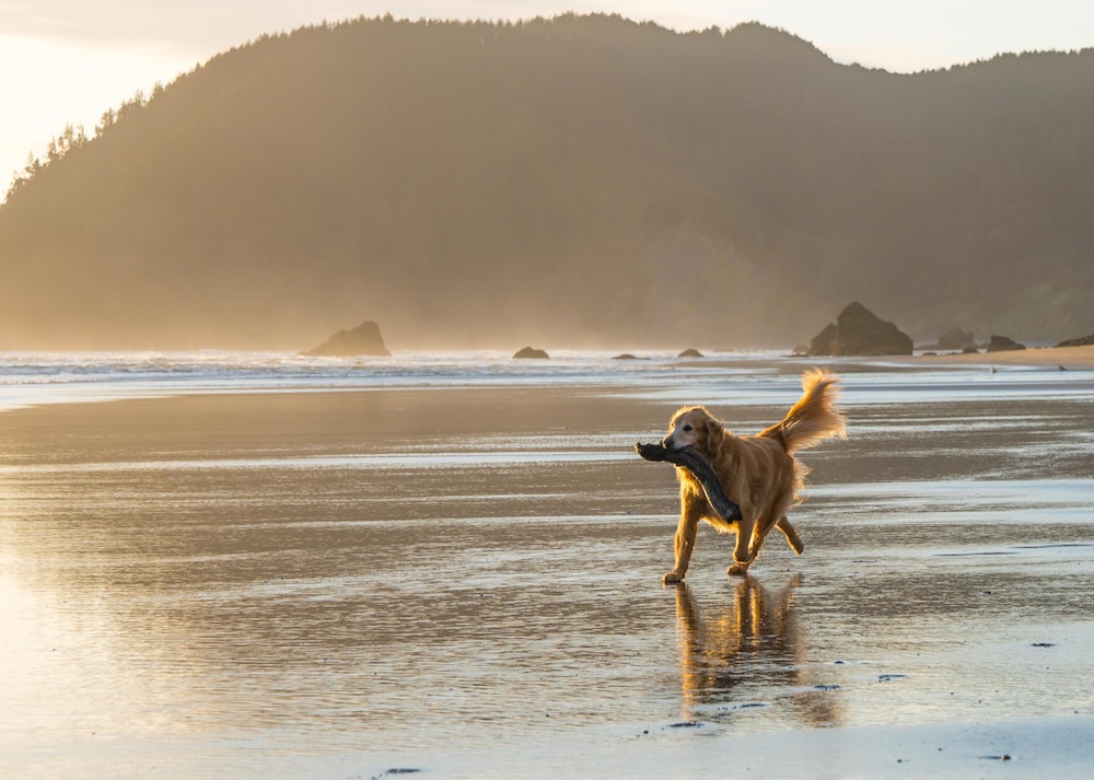 se permiten perros en point lobos