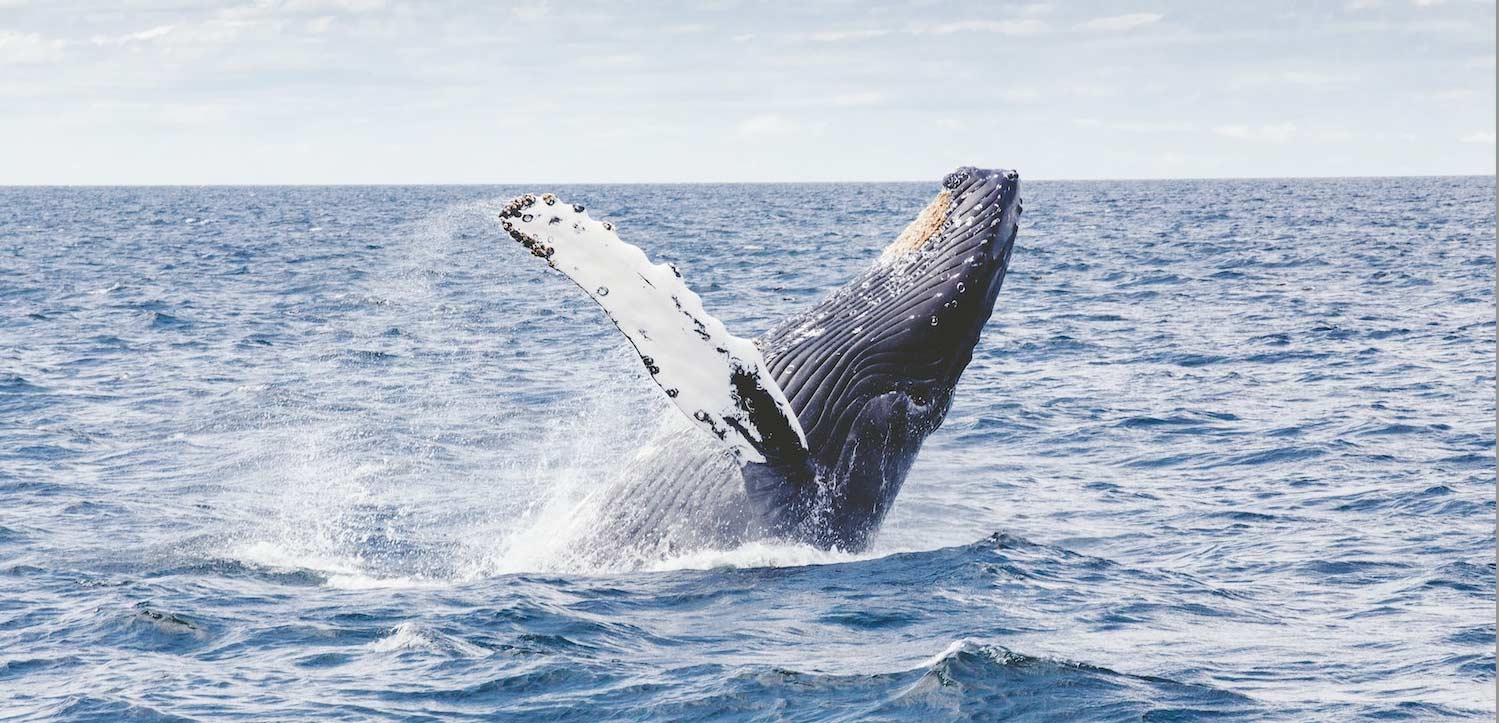 Whale breaching Provincetown Cape Cod Ma