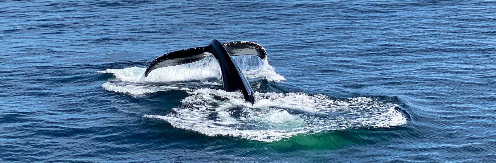 La cola de una ballena descendiendo bajo el agua.