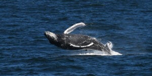 balena che fa breccia a corpo libero a Boston