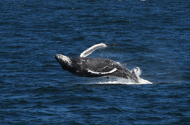 balena che fa breccia a corpo libero a Boston