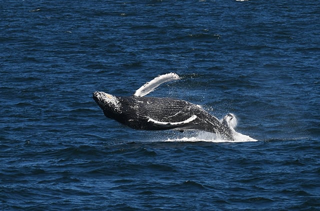 full body whale breach in boston