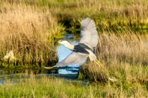 Black Crowned Night Heron in flight over marshland