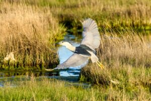 Sortkronet nathejre i flugt over marskland