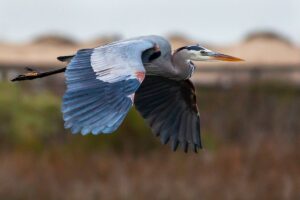 Blue Heron in flight