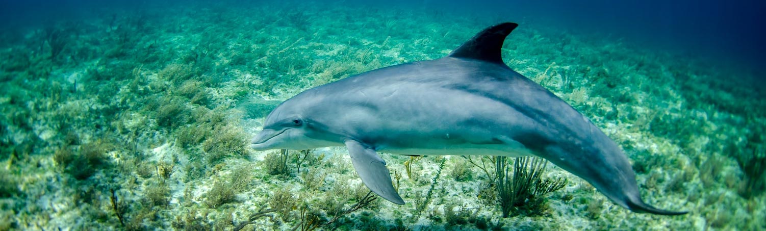 Delfin unter Wasser