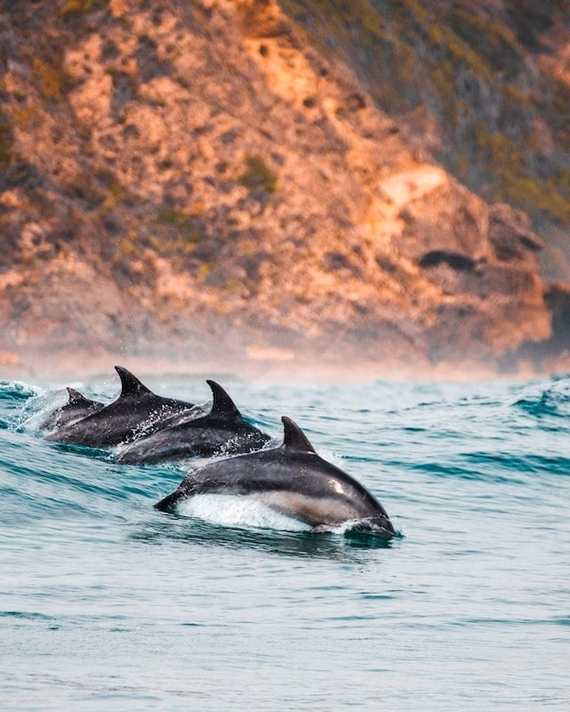 Des dauphins en crête dans les vagues de surf