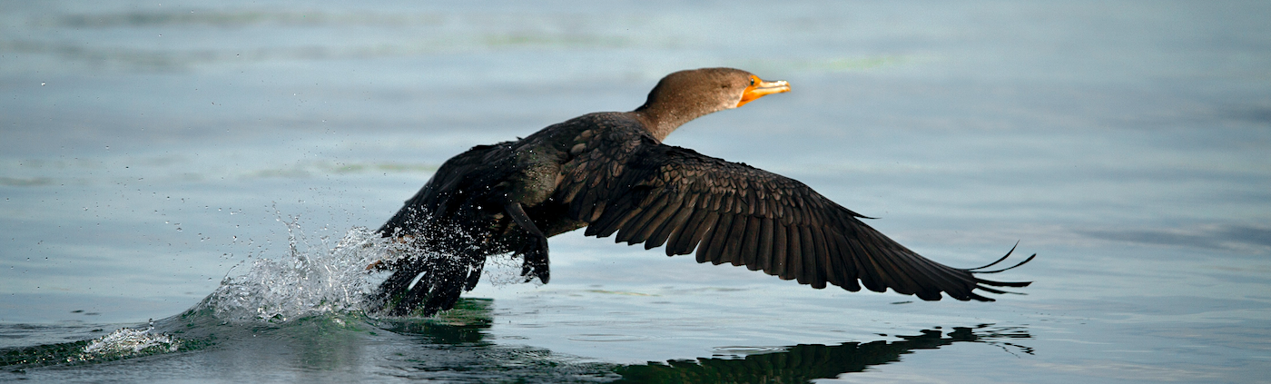 Double Crested Cormorant taking flight from the water