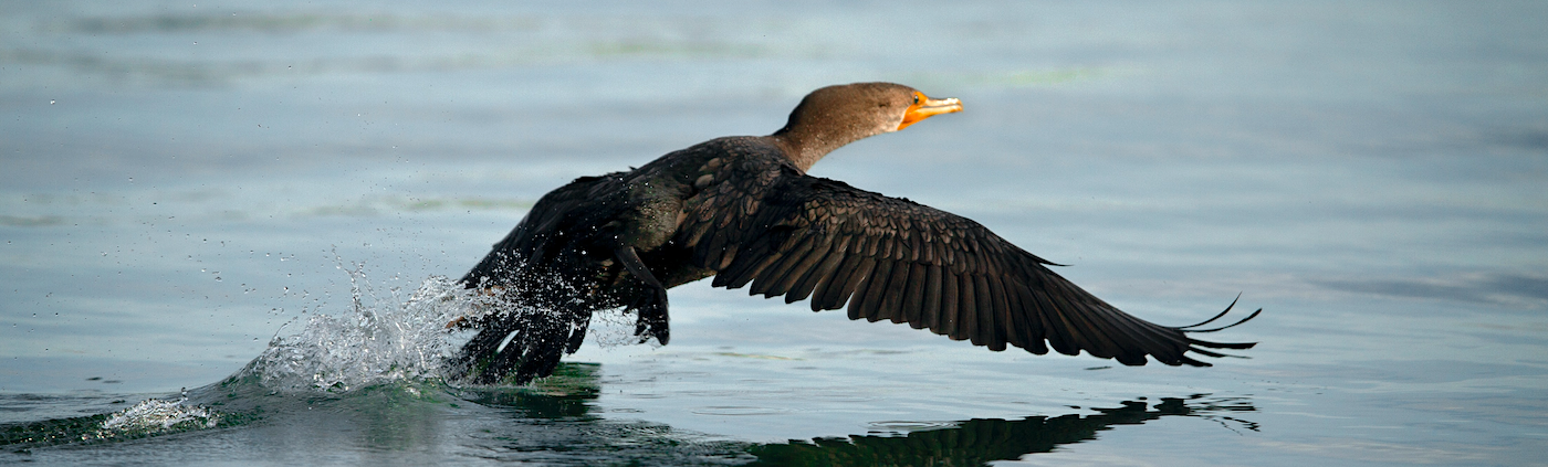 Cormorano a doppia cresta in volo dall'acqua