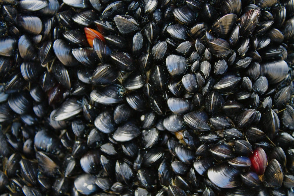 Moules