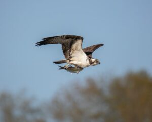 Un águila pescadora en vuelo con un pez en las garras