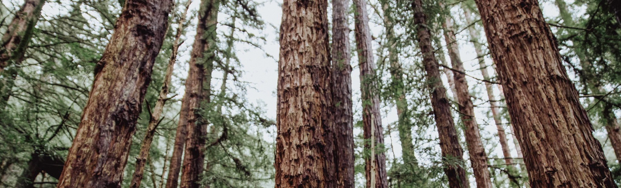 sequoia di sanfrancisco