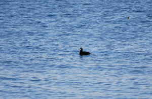 Surf Scooter duck floating in water