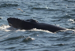 Observação de Baleias de Boston: Notas Naturalistas - 19/07/22