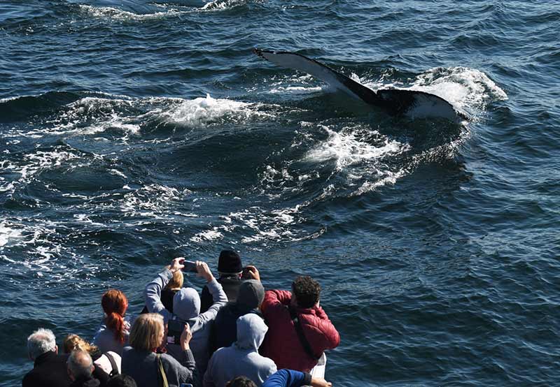 balene nel porto di boston