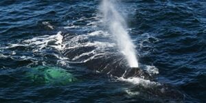 observation des baleines à boston