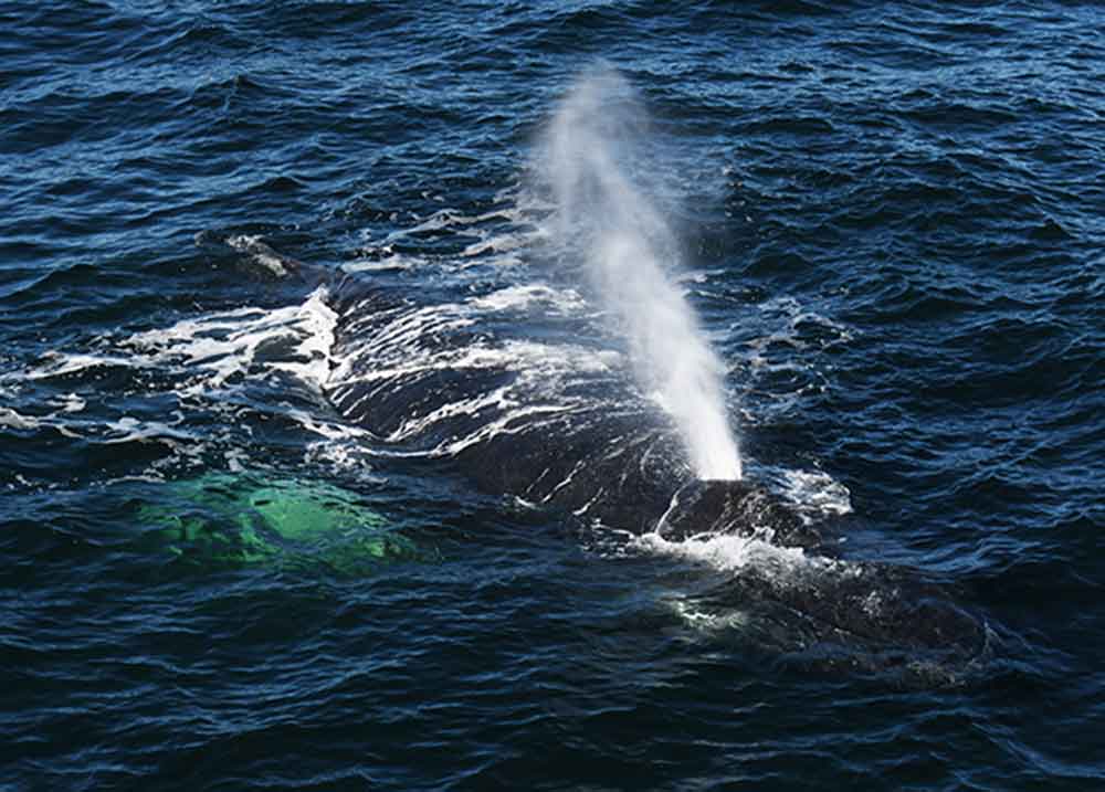 osservazione delle balene a boston