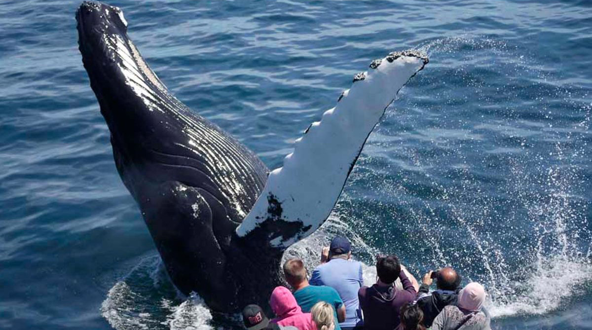 Observação de Baleias