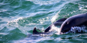 Dolphins katika Poole Uingereza