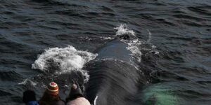 Ikan paus melanggar di Boston Harbor
