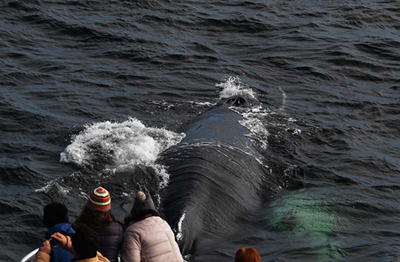 Ikan paus melanggar di Boston Harbor