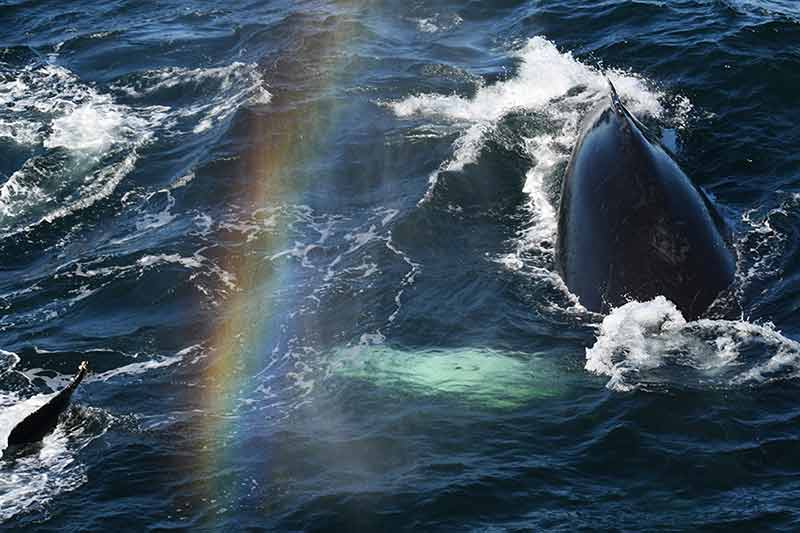 whales in boston harbor