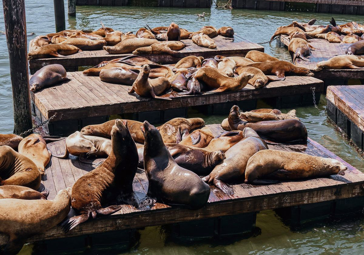 Sea Lions at Pier 39 at Fisherman`s Wharf, San Francisco, USA