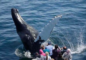 waarnemingen van walvissen in de haven van Boston