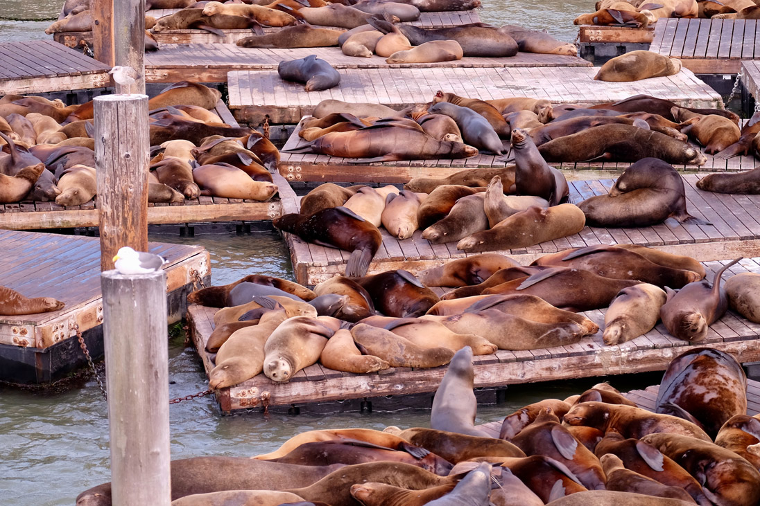 Sea Lebrities: The Sea Lions of Pier 39