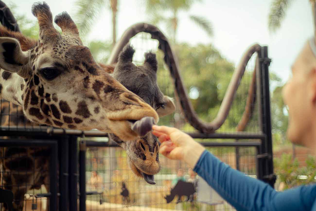 feeding giraffes