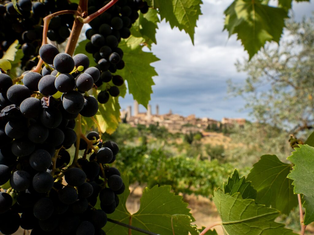 druer og vinmarker