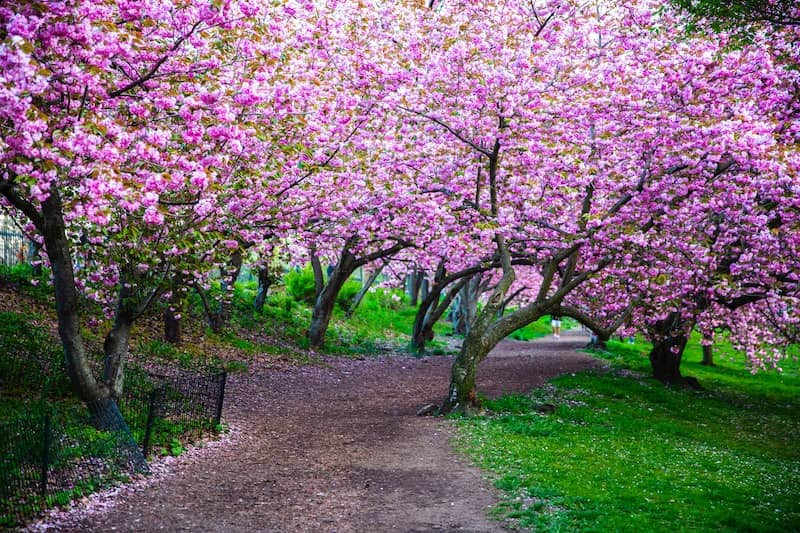 NYC cherry blossoms in a park next to a path