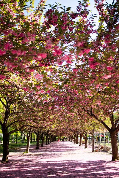 calle flanqueada por cerezos en flor